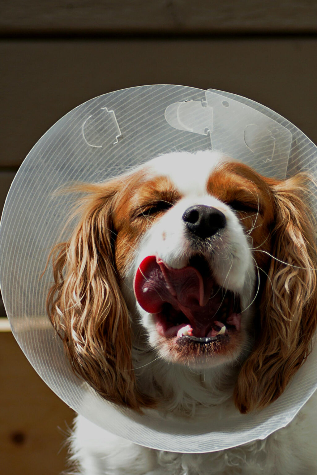 Terrific Spay And Neuter Clinic Mesa Gallery