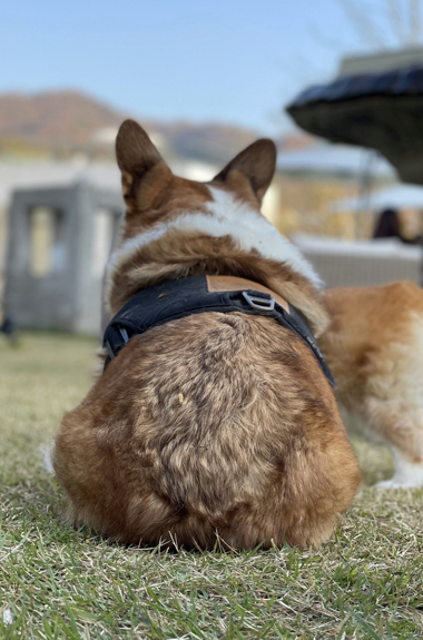 anal gland removal surgery