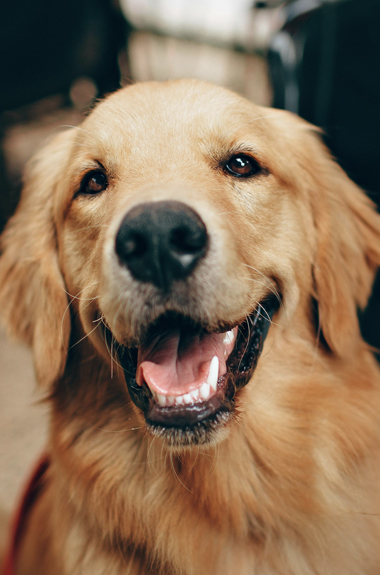 Dental Cleanings Veterinary